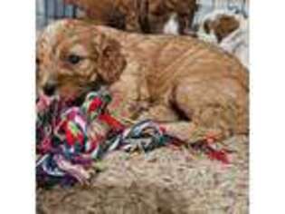 Cavapoo Puppy for sale in Panama City, FL, USA