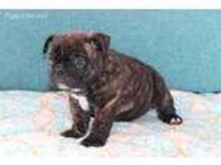 Miniature Bulldog Puppy for sale in Marcus, IA, USA