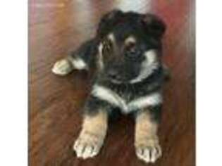 German Shepherd Dog Puppy for sale in Sullivan, IL, USA