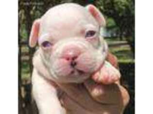 French Bulldog Puppy for sale in Hawkinsville, GA, USA