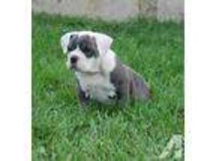 Bulldog Puppy for sale in BOONES MILL, VA, USA