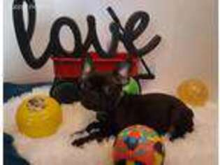 French Bulldog Puppy for sale in Akron, OH, USA