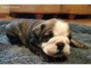 Bulldog Puppy for sale in Dodge City, KS, USA