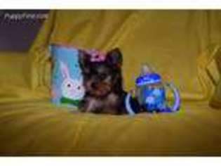 Yorkshire Terrier Puppy for sale in Jacksonville, GA, USA
