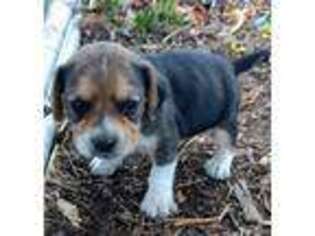 Beagle Puppy for sale in Howard, PA, USA
