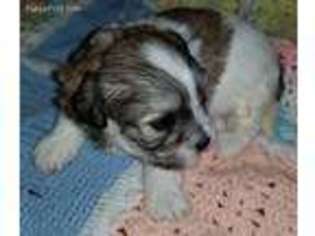 Mal-Shi Puppy for sale in Anderson, AL, USA