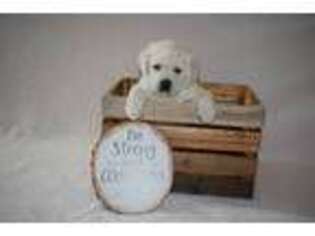 Labrador Retriever Puppy for sale in Hemet, CA, USA