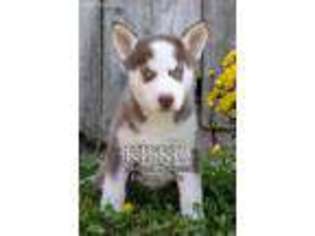 Siberian Husky Puppy for sale in Fresno, OH, USA