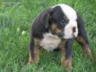 Olde English Bulldogge Puppy for sale in Sugarcreek, OH, USA