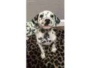 Dalmatian Puppy for sale in Douglas, GA, USA