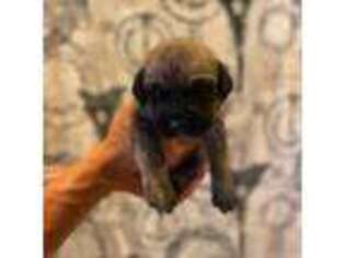 Cane Corso Puppy for sale in Hillsboro, OH, USA