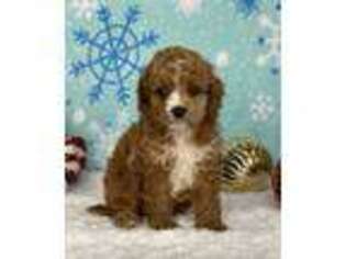 Cavapoo Puppy for sale in Dalton, OH, USA