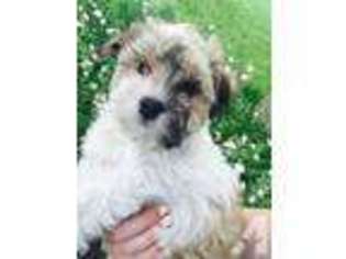 Medium Photo #1 Havanese Puppy For Sale in HUFFMAN, TX, USA