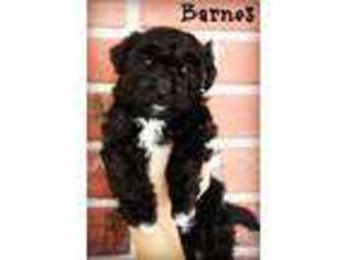 Shih-Poo Puppy for sale in Brownsville, OR, USA