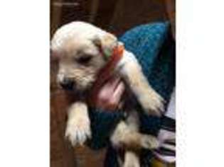 Golden Retriever Puppy for sale in Warwick, MD, USA