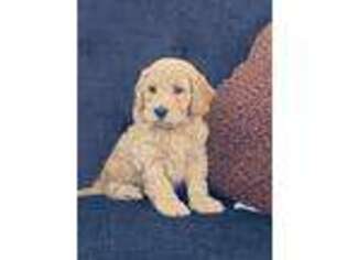 Goldendoodle Puppy for sale in Middlebury, IN, USA