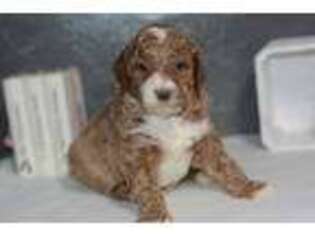 Goldendoodle Puppy for sale in Moulton, IA, USA