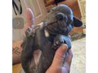 French Bulldog Puppy for sale in North Fork, CA, USA