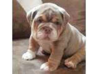 Bulldog Puppy for sale in Stanwood, WA, USA
