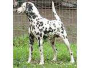 Dalmatian Puppy for sale in Cherryvale, KS, USA