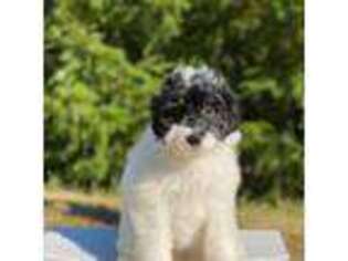 Mutt Puppy for sale in Arlington, WA, USA