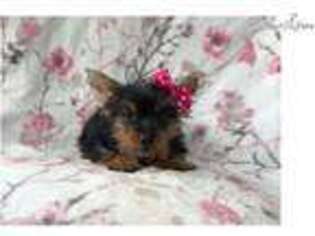 Yorkshire Terrier Puppy for sale in Lakeland, FL, USA