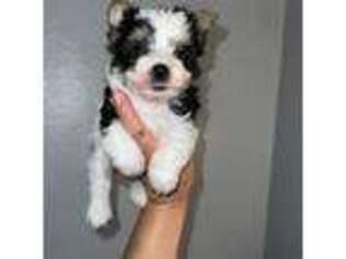 Yorkshire Terrier Puppy for sale in Cedar Creek, TX, USA