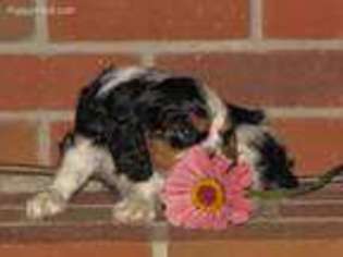 Cavalier King Charles Spaniel Puppy for sale in Georgetown, OH, USA