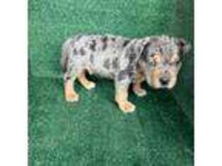 Mutt Puppy for sale in Manteca, CA, USA
