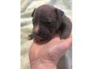 Mutt Puppy for sale in Gowen, MI, USA