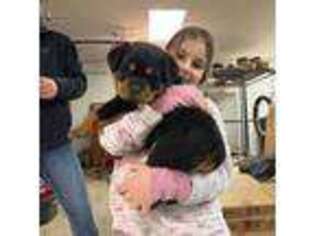 Rottweiler Puppy for sale in Ozark, MO, USA