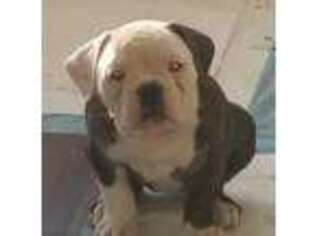 Olde English Bulldogge Puppy for sale in Suwanee, GA, USA
