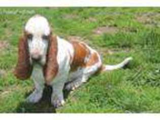 Basset Hound Puppy for sale in Hillsboro, WV, USA