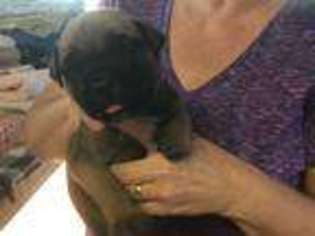 Bullmastiff Puppy for sale in Sargent, NE, USA