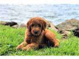 Goldendoodle Puppy for sale in Gilbert, SC, USA