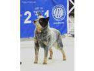 Australian Cattle Dog Puppy for sale in Cadet, MO, USA
