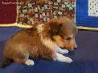 Shetland Sheepdog Puppy for sale in Killeen, TX, USA