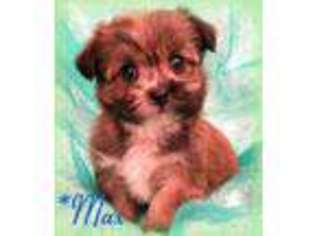 Shorkie Tzu Puppy for sale in Florence, KY, USA