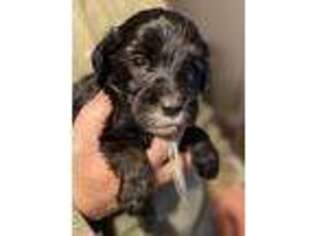 Mutt Puppy for sale in Lancaster, MN, USA
