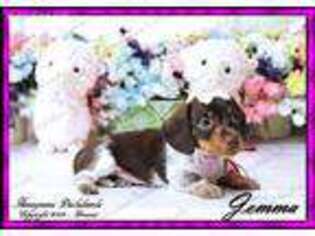Dachshund Puppy for sale in Troy, OH, USA