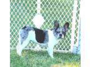 French Bulldog Puppy for sale in Osceola, IA, USA