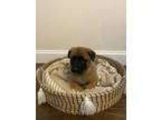 Belgian Malinois Puppy for sale in Westfield, MA, USA