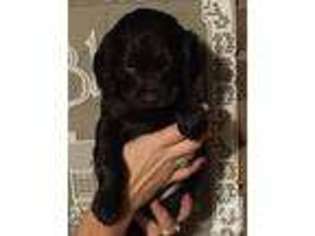 Boykin Spaniel Puppy for sale in DETROIT, AL, USA