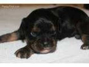 Cavalier King Charles Spaniel Puppy for sale in Plain City, OH, USA