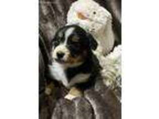 Miniature Australian Shepherd Puppy for sale in Round Mountain, TX, USA