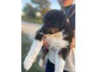 Australian Shepherd Puppy for sale in Mountain View, MO, USA
