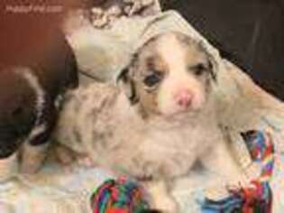 Australian Shepherd Puppy for sale in Angels Camp, CA, USA