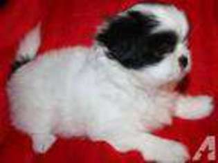Mutt Puppy for sale in CROSS PLAINS, TN, USA