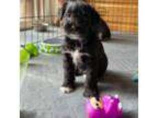 Mutt Puppy for sale in Buffalo, MN, USA