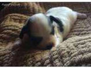 Papillon Puppy for sale in Griffithville, AR, USA